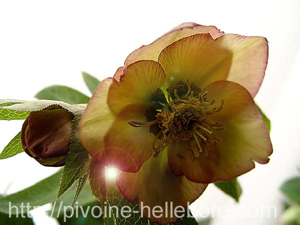 extsanguinintpechvertew