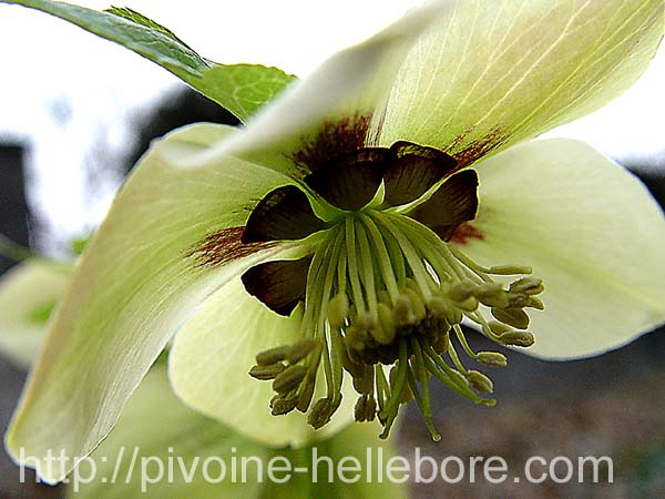 jaunatrecoeurgrenat_vp