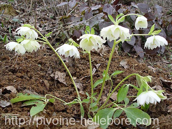 blanche_dble_js_05_1x