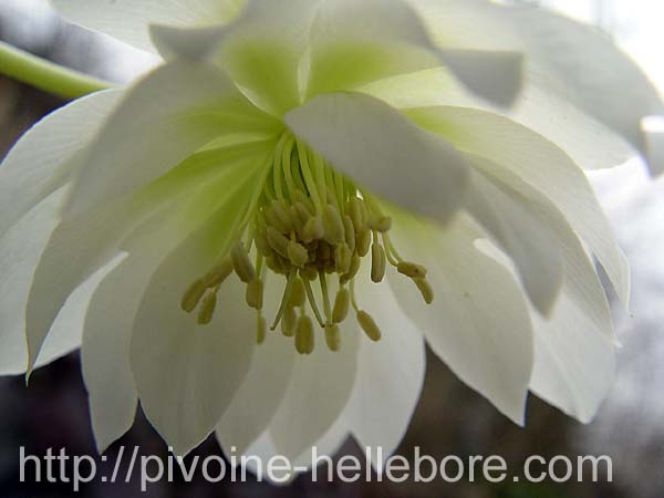 blanche_dble_js_05_2x