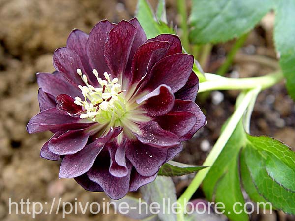 framboise_dble_wil1x