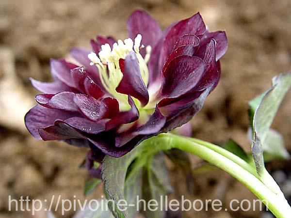 framboise_dble_wil2x