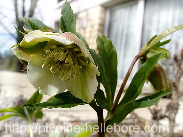 j_wil_flanemone_terrX