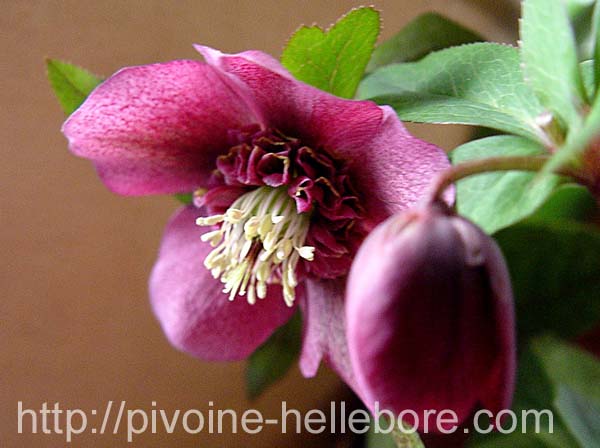 ofoncee-nectaires-dbx