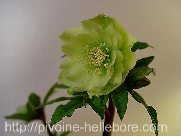 washfield_dble_05_1x