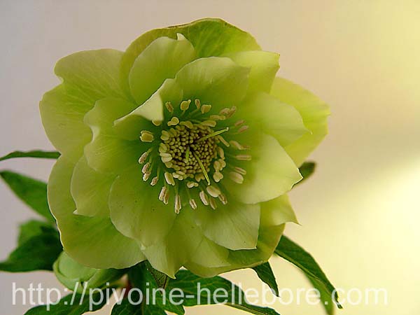 washfield_dble_05_2x