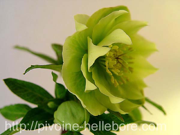 washfield_dble_05_3x