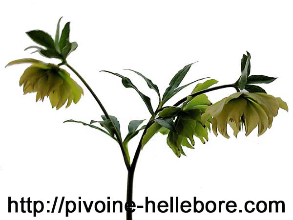 washfield_dble_jaune_px