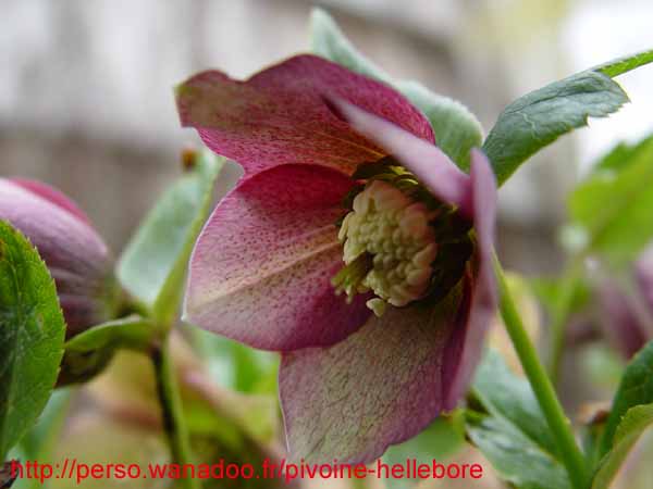 orient_abchasicus15