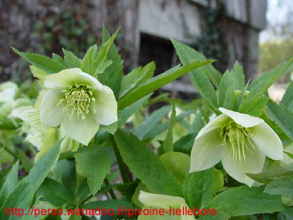 orient_caucasicus12
