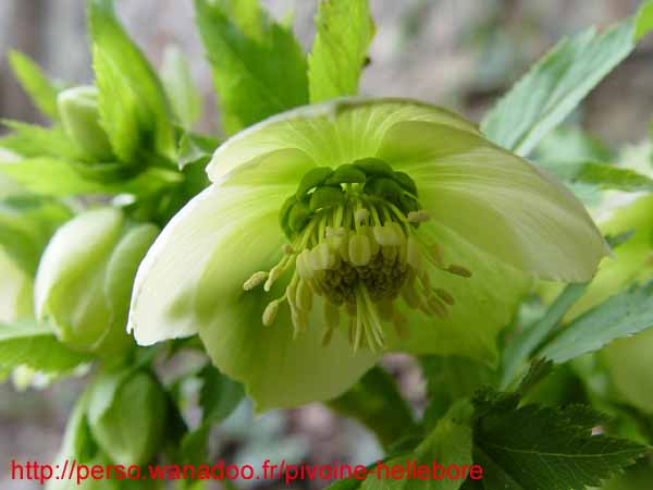 orient_orientalis06