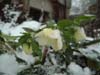 orient_caucasicus02