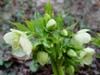 orient_orientalis03