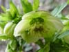 orient_orientalis06