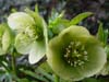orient_orientalis08