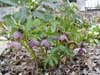 purpurascens09