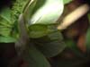 purpurascens20
