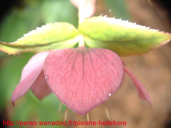 hybrdevesta03