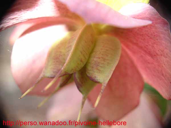 hybrdevesta13