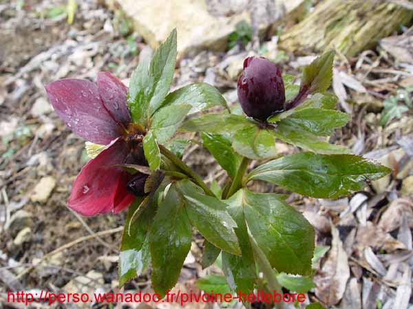 mlvelourspourpre04