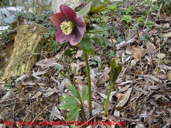 mlvelourspourpre05