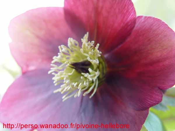 mlvelourspourpre12