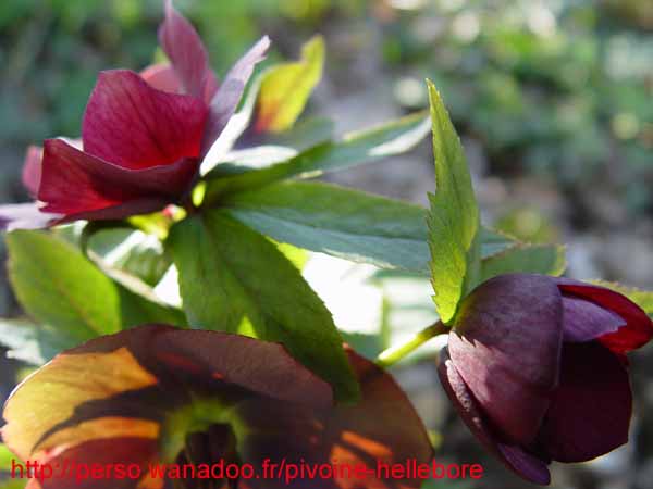 mlvelourspourpre14