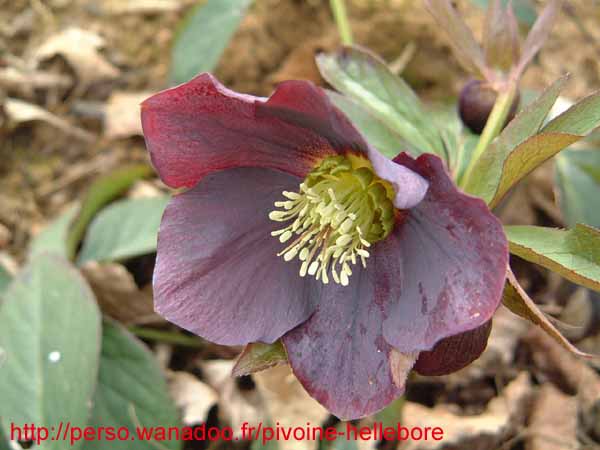 smokypurpple05