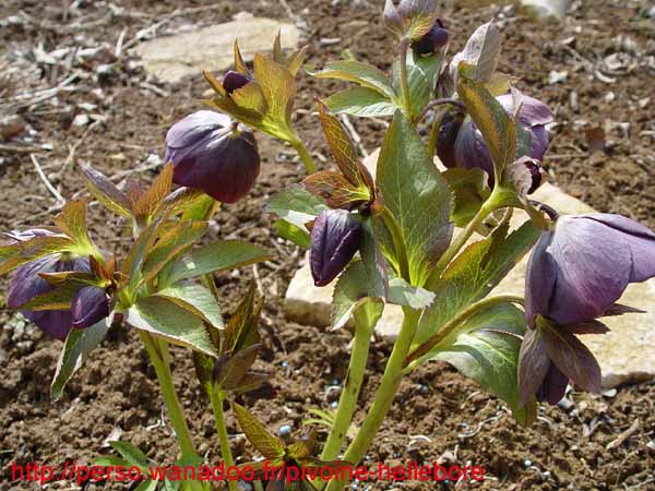smokypurpple14