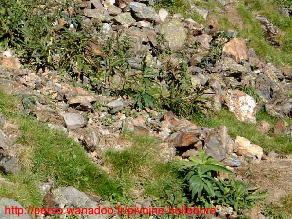 Campana_3
