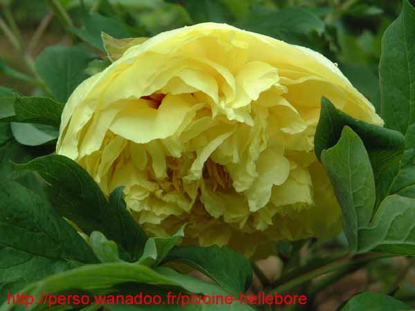 alice_harding07