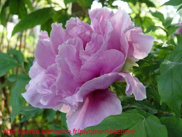 hanadai_djin07