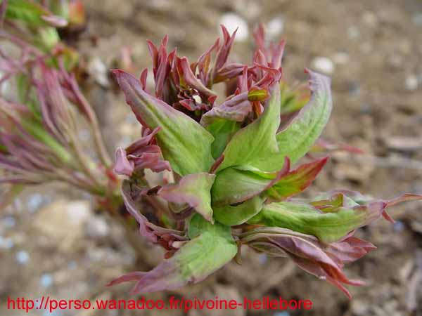 le_sang_lorrain01