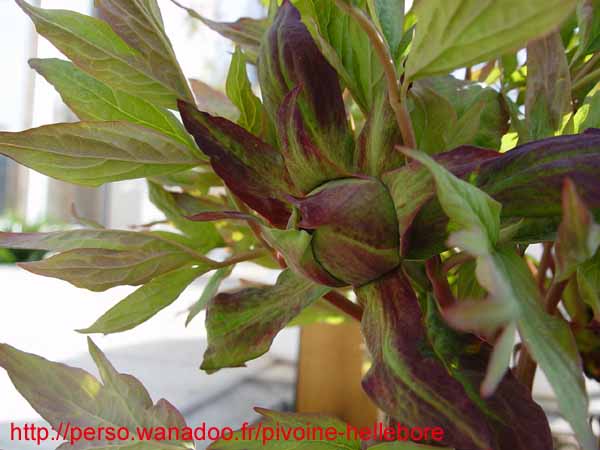 le_sang_lorrain02
