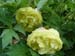alice_harding05