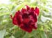 le_sang_lorrain06