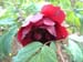 le_sang_lorrain08