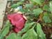 le_sang_lorrain11