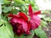 le_sang_lorrain15