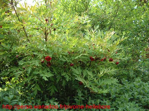 lutea talus01