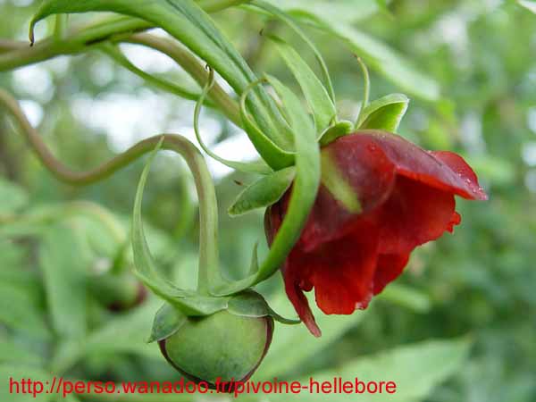 lutea talus04