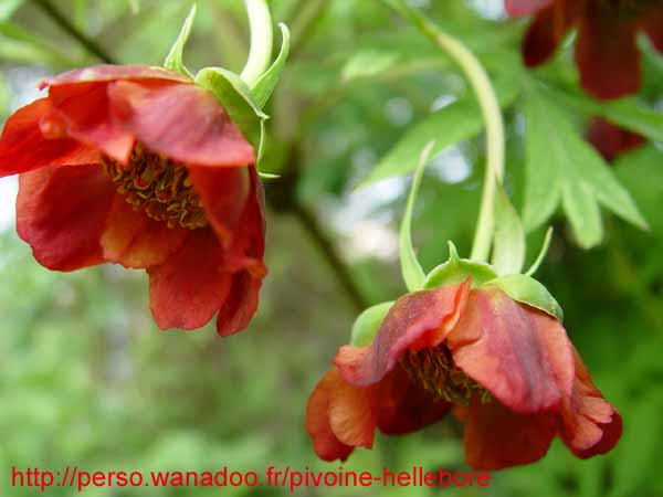 lutea talus09