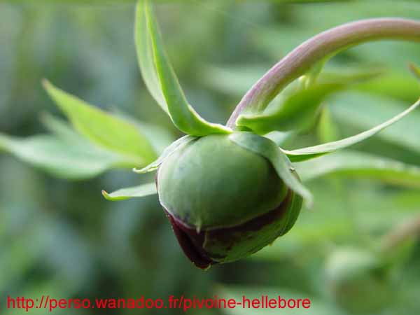 lutea talus10