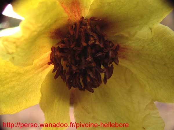 lutea_briant02