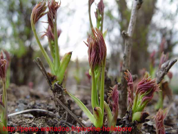 potaninii_trollioides01