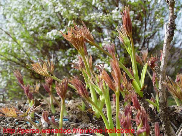 potaninii_trollioides02
