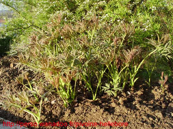 potaninii_trollioides03