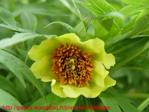 potaninii_trollioides08