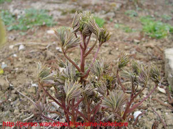 suffructicosa_var_papaveracea6581