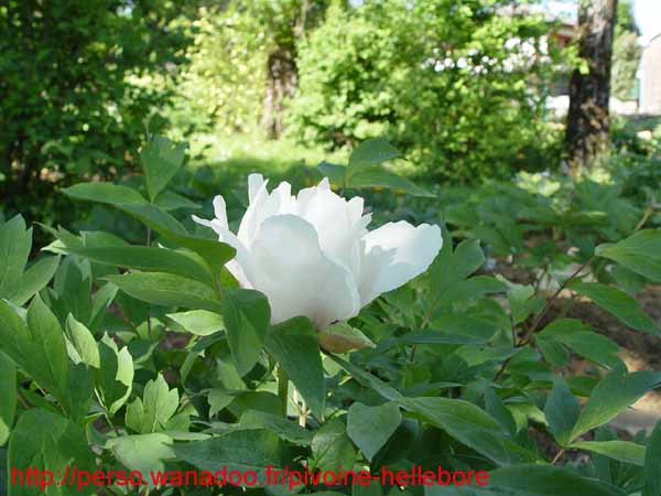 suffructicosa_var_papaveracea6586